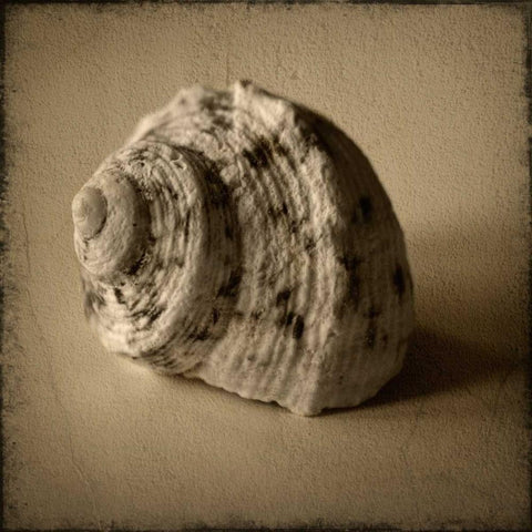 Seashell Study III White Modern Wood Framed Art Print by Heather Jacks