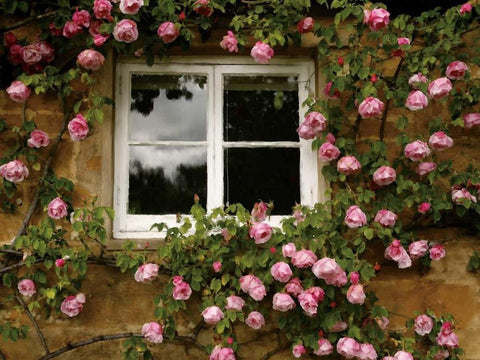 Costwalds Rose Black Ornate Wood Framed Art Print with Double Matting by Pahl, Janel