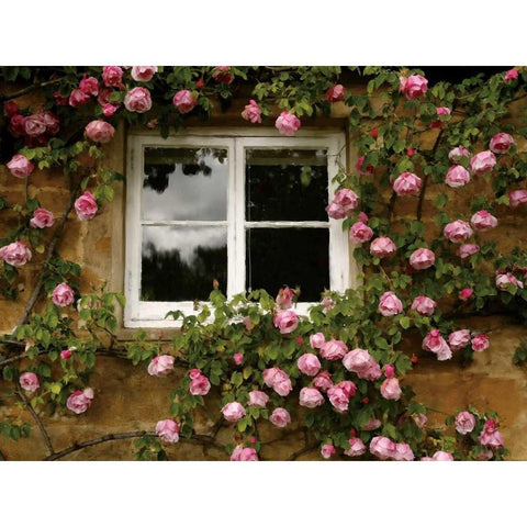 Costwalds Rose Black Modern Wood Framed Art Print by Pahl, Janel
