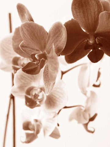 Dreamy Orchids I Black Ornate Wood Framed Art Print with Double Matting by Szilagyi, lly