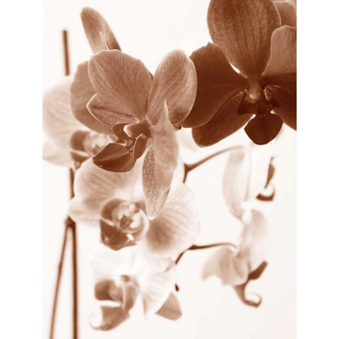 Dreamy Orchids I Black Modern Wood Framed Art Print by Szilagyi, lly