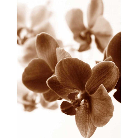 Dreamy Orchids II Black Modern Wood Framed Art Print with Double Matting by Szilagyi, lly
