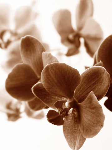 Dreamy Orchids II Black Ornate Wood Framed Art Print with Double Matting by Szilagyi, lly