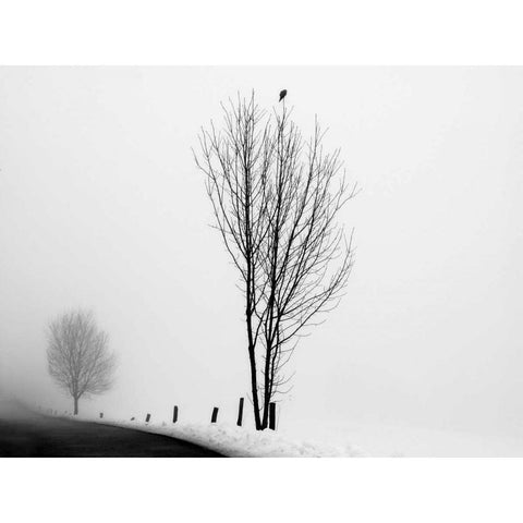 The Messenger White Modern Wood Framed Art Print by Szilagyi, lly