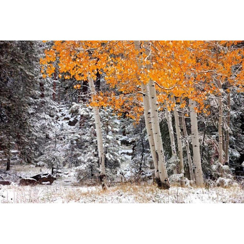 A Little Bit of Winter Black Modern Wood Framed Art Print with Double Matting by Jones, Mike