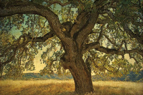 Blue Oak Silhouette White Modern Wood Framed Art Print with Double Matting by Guion, William