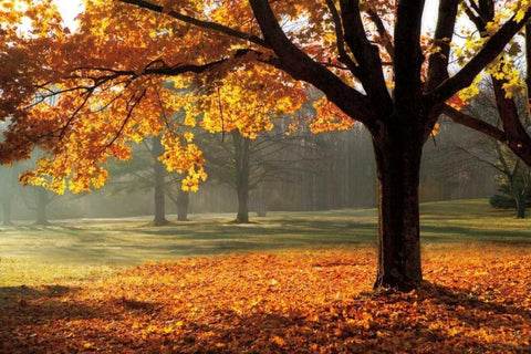 Autumn White Modern Wood Framed Art Print with Double Matting by Jones, Mike