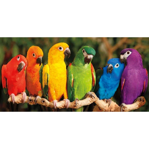 Rainbow Parrots Black Modern Wood Framed Art Print with Double Matting by Jones, Mike