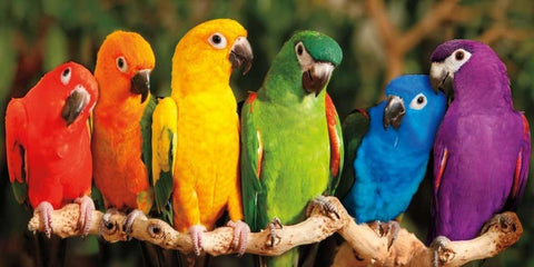 Rainbow Parrots White Modern Wood Framed Art Print with Double Matting by Jones, Mike