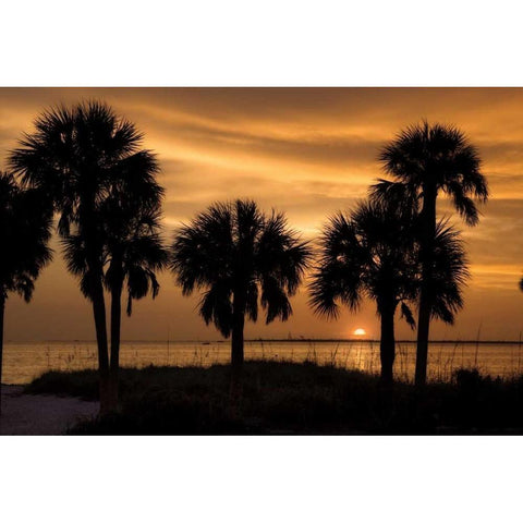Tropical Park Sunset White Modern Wood Framed Art Print by Jones, Mike