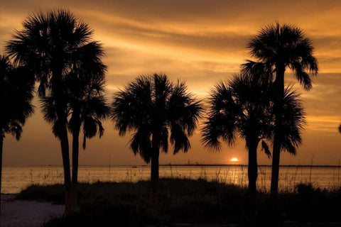 Tropical Park Sunset Black Ornate Wood Framed Art Print with Double Matting by Jones, Mike