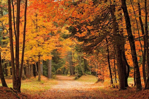 Autumn Walk White Modern Wood Framed Art Print with Double Matting by Jones, Mike