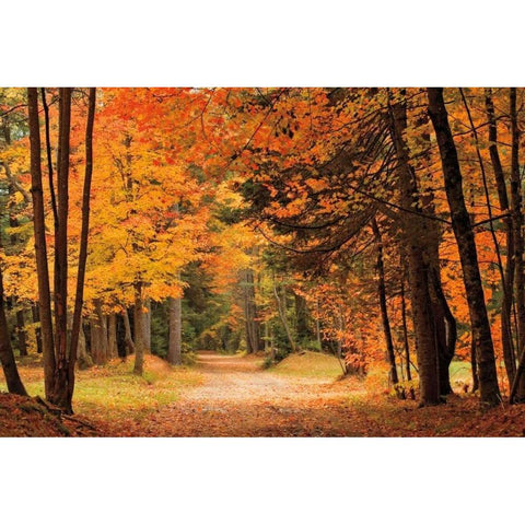 Autumn Walk Black Modern Wood Framed Art Print by Jones, Mike