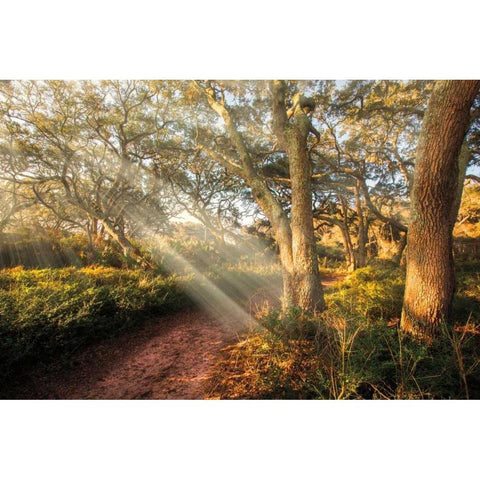 Inspiration White Modern Wood Framed Art Print by Celebrate Life Gallery