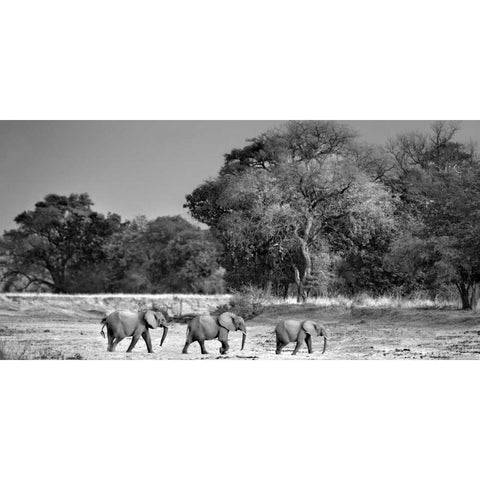 Follow The Leader Black Modern Wood Framed Art Print by Ortega, Xavier