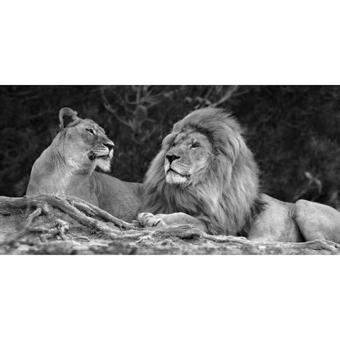 Love Black Modern Wood Framed Art Print with Double Matting by Ortega, Xavier