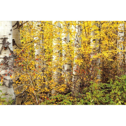 Hiding Black Modern Wood Framed Art Print with Double Matting by Pahl, Janel