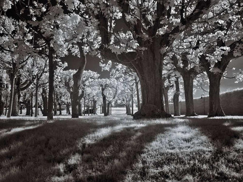 Tree Park Black Ornate Wood Framed Art Print with Double Matting by Szilagyi, Ily