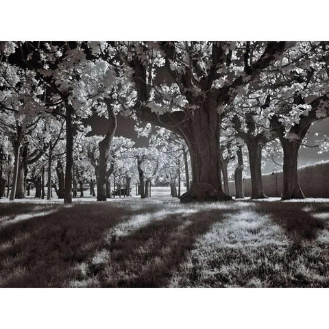 Tree Park Black Modern Wood Framed Art Print with Double Matting by Szilagyi, Ily