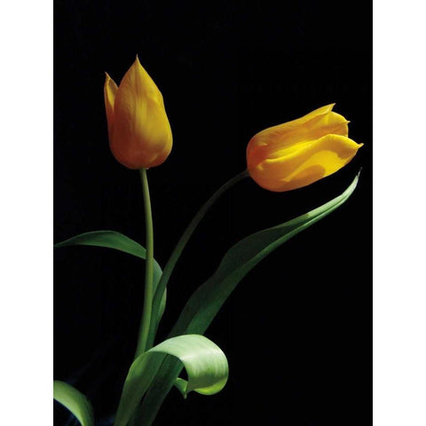 Trust Black Modern Wood Framed Art Print by Szilagyi, Ily