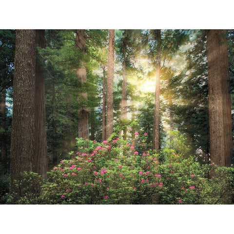 Rise n Shine Black Modern Wood Framed Art Print by Frates, Dennis