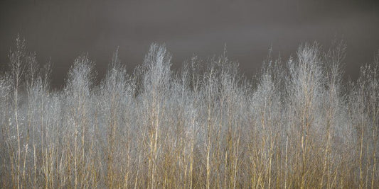 Image Only