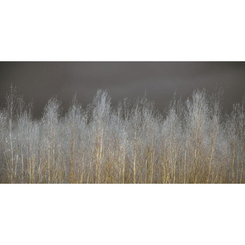Silver Forest White Modern Wood Framed Art Print by Frank, Assaf