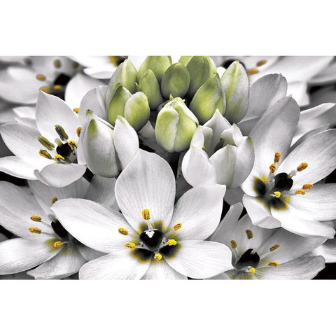 Blooming Stars White Modern Wood Framed Art Print by Frates, Dennis