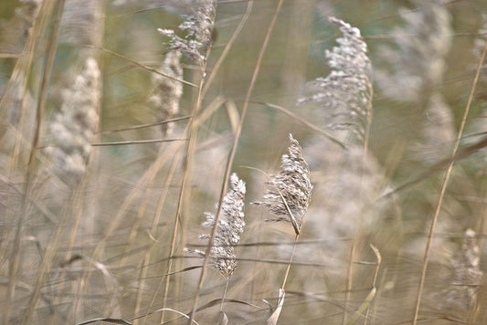 Image Only