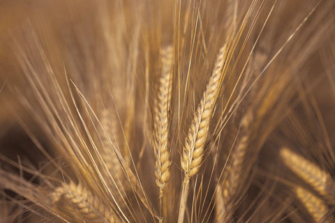 Wheat Field White Modern Wood Framed Art Print with Double Matting by Frank, Assaf