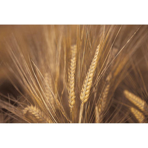 Wheat Field Black Modern Wood Framed Art Print by Frank, Assaf