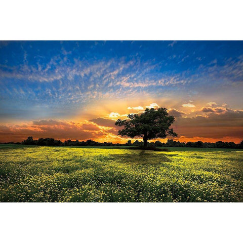 Shadows at Sunset Black Modern Wood Framed Art Print with Double Matting by Celebrate Life Gallery