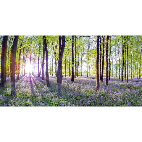 Bluebells and Sunrise Gold Ornate Wood Framed Art Print with Double Matting by Frank, Assaf