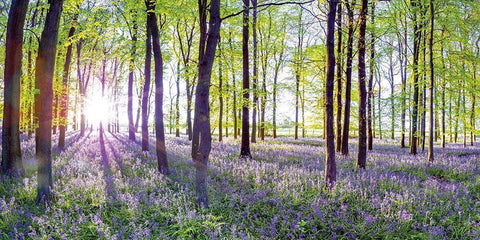 Bluebells and Sunrise White Modern Wood Framed Art Print with Double Matting by Frank, Assaf