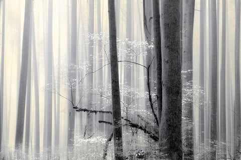 Still Silence White Modern Wood Framed Art Print with Double Matting by Pelkey, Marvin