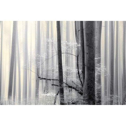 Still Silence Black Modern Wood Framed Art Print with Double Matting by Pelkey, Marvin