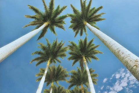 Looking Up  White Modern Wood Framed Art Print with Double Matting by Frates, Dennis