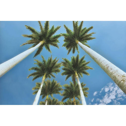 Looking Up  Black Modern Wood Framed Art Print by Frates, Dennis