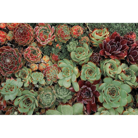 Succulent Collection White Modern Wood Framed Art Print by Frates, Dennis