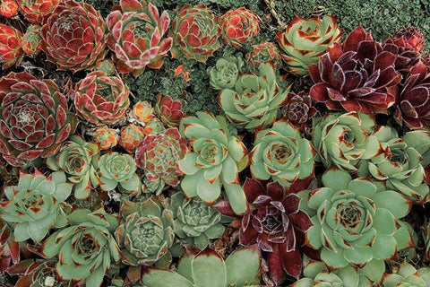Succulent Collection Black Ornate Wood Framed Art Print with Double Matting by Frates, Dennis