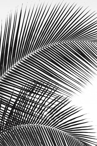 Tropical Fan White Modern Wood Framed Art Print with Double Matting by Frates, Dennis