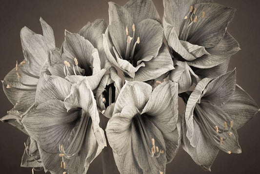Image Only