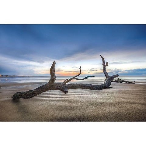 Bones Beach White Modern Wood Framed Art Print by Celebrate Life Gallery
