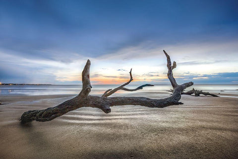 Bones Beach White Modern Wood Framed Art Print with Double Matting by Celebrate Life Gallery