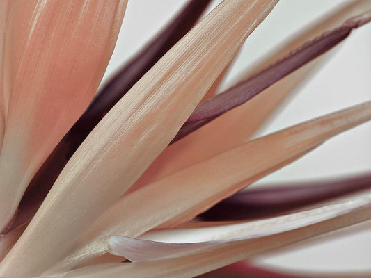 Image Only