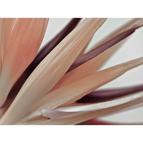 Heliconia Harmony White Modern Wood Framed Art Print by Frank, Assaf