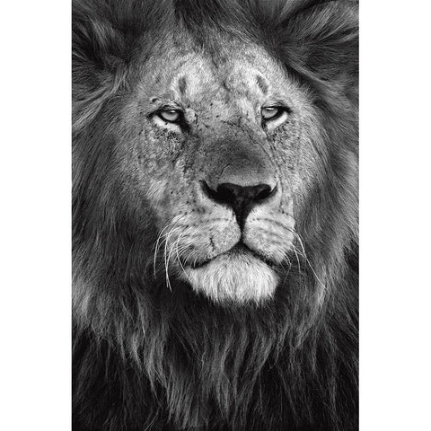 Pride Black Modern Wood Framed Art Print with Double Matting by Ortega, Xavier