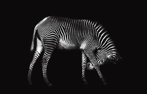 Zebra Solo Black Ornate Wood Framed Art Print with Double Matting by Ortega, Xavier