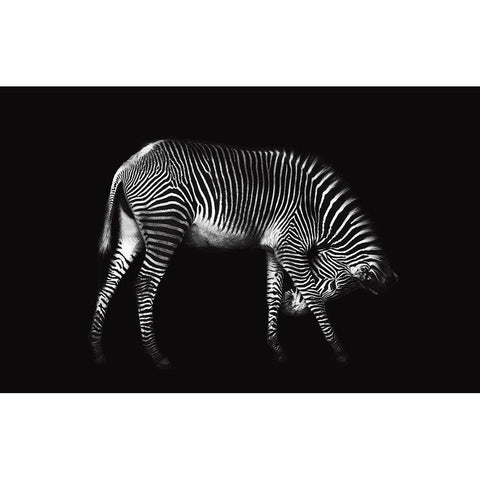 Zebra Solo Black Modern Wood Framed Art Print by Ortega, Xavier
