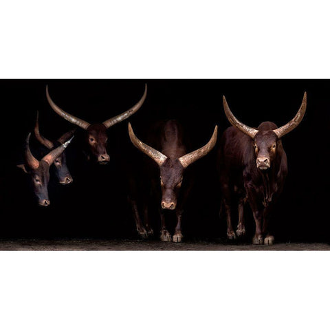 Syndicate White Modern Wood Framed Art Print by Ortega, Xavier